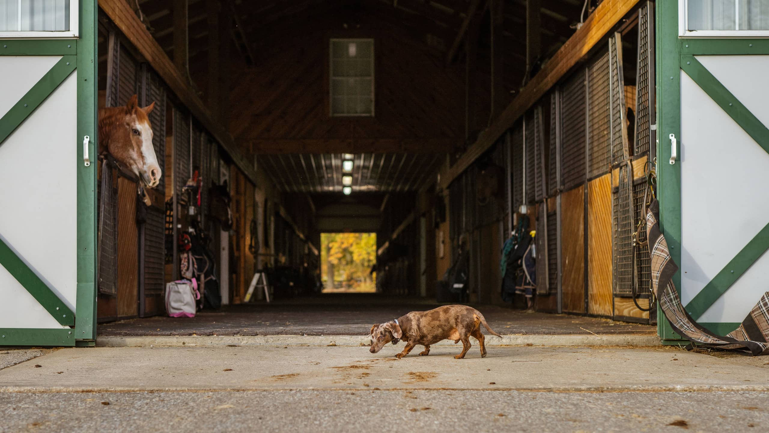 A breezeway barn at Still Water Farm with horses in stalls on a sunny autumn day with a small dog exploring in foreground