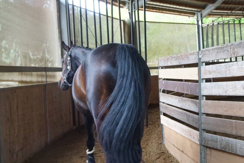 A horse undergoing exercise therapy at Still Water Farm