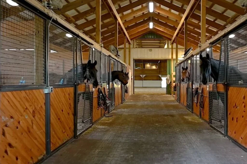 Horses in paddocks indoors at Still Water Farms