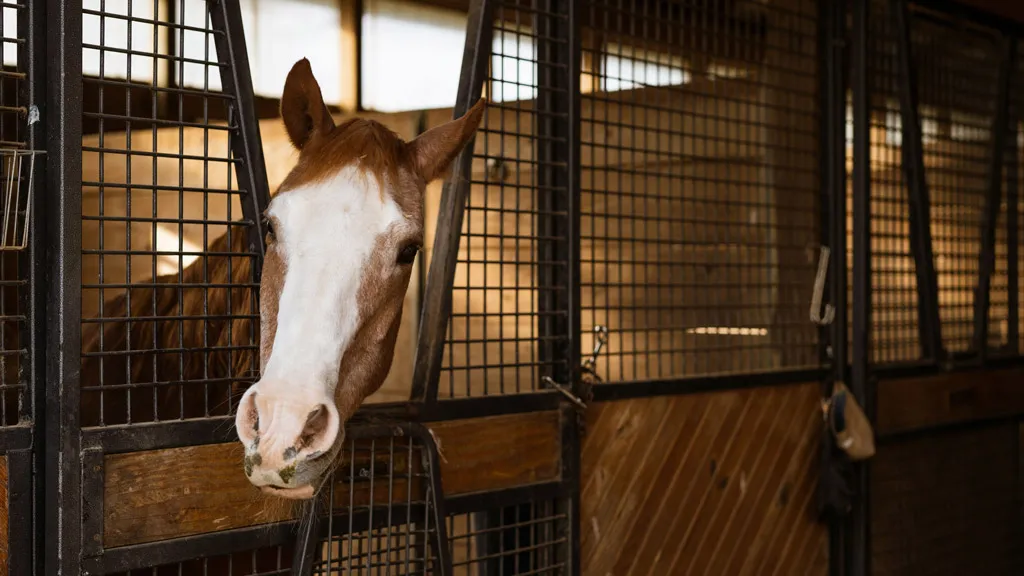 A horse leans out of a stall while boarding at Still Water Farm